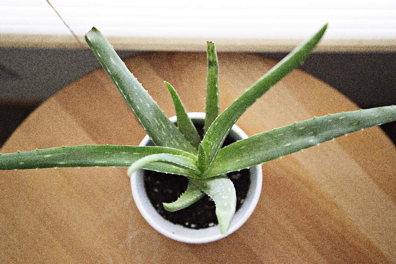 Aloe Vera Leaf Broken (What to do?, How Prevent?) - Cutting Plants