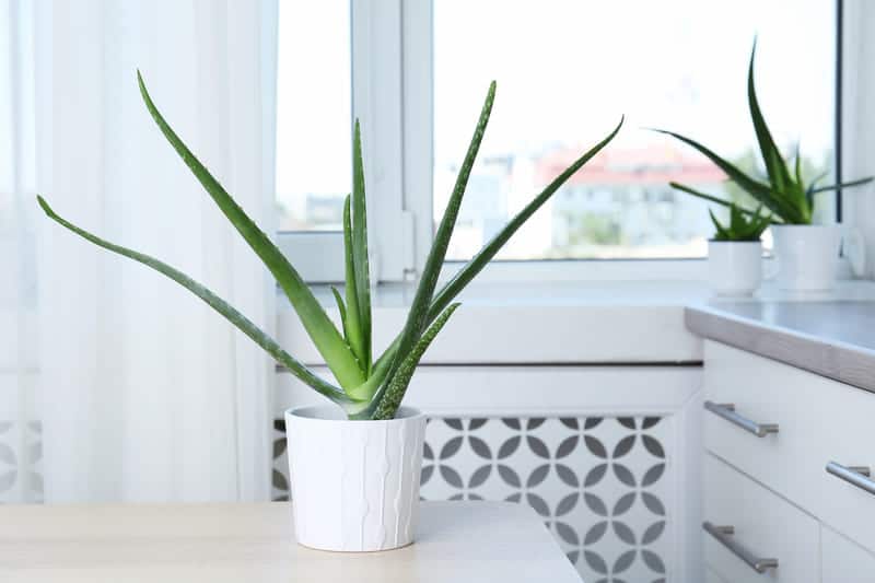 You are currently viewing How Much Sun Does an Aloe Vera Plant Need?