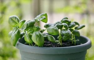 Read more about the article How Long Do Basil Plant Live? (Tips for Growing Indoors)