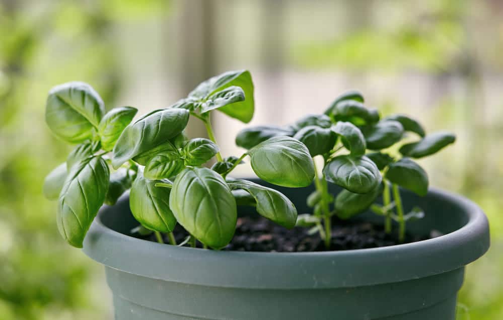 You are currently viewing How Long Do Basil Plant Live? (Tips for Growing Indoors)