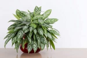 Read more about the article Why Do Chinese Evergreen Leaves Turn Yellow? (How to Fix)