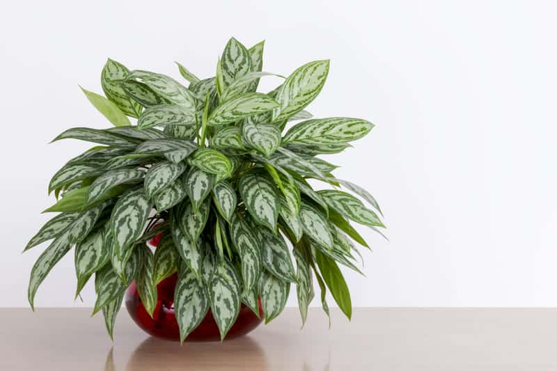You are currently viewing Why Do Chinese Evergreen Leaves Turn Yellow? (How to Fix)