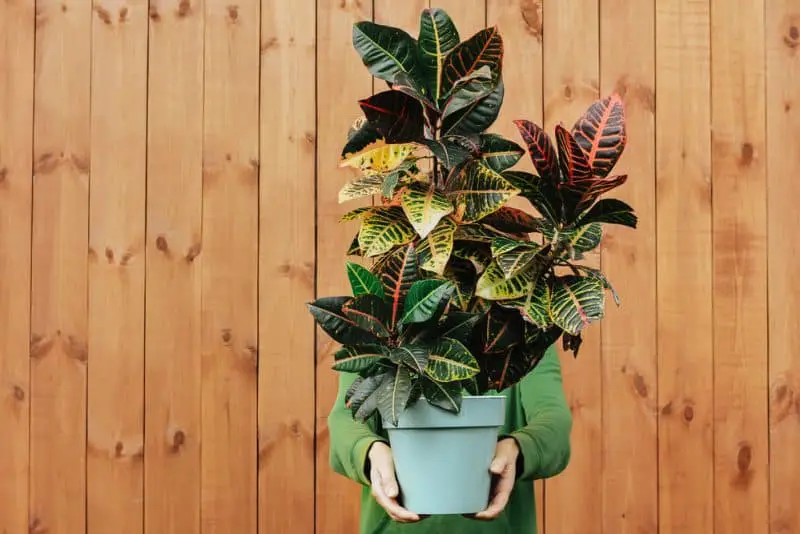 Why Are Croton Leaves Falling Off? - Cutting Edge Plants