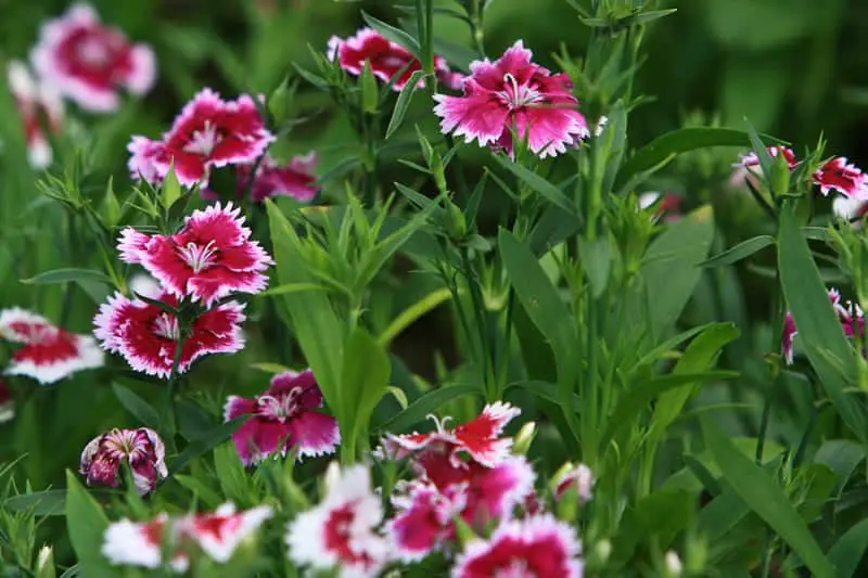 You are currently viewing How to Deadhead Dianthus? (Complete Guide)