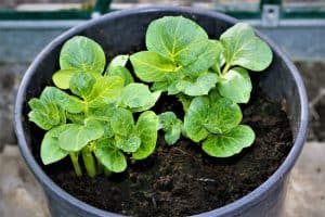 Read more about the article How to Grow Potatoes Indoors (Step by Step Guide)