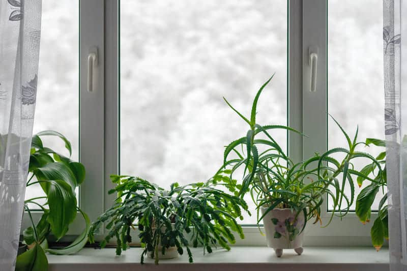 You are currently viewing How to Keep Plants Warm (8 Easy Winter Care Tips)