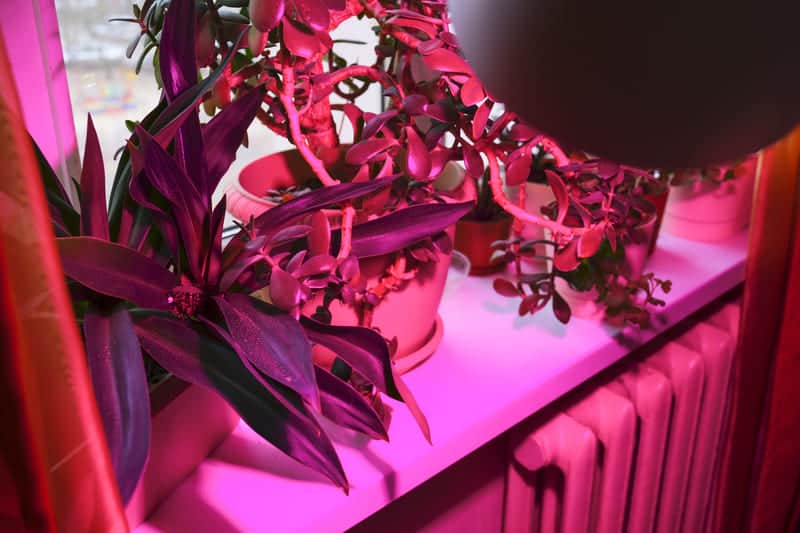 Indoor plant light