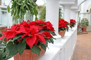 Read more about the article How to Keep a Poinsettia Alive All Year Long?