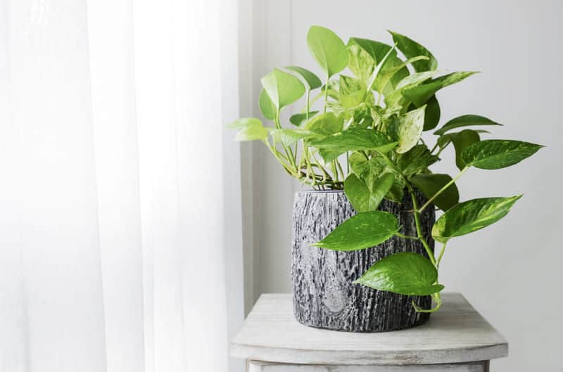 You are currently viewing How Fast Does Pothos Grow? (Tips For Faster Growth)