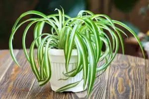 Read more about the article How Big Do Spider Plant Get? (Tips for Fast Growth)