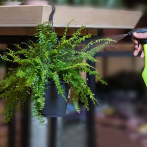 How Often Should You Water Ferns? - Cutting Edge Plants