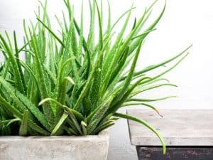Read more about the article Aloe Vera Leaf Broken (What to do?, How to Prevent?)