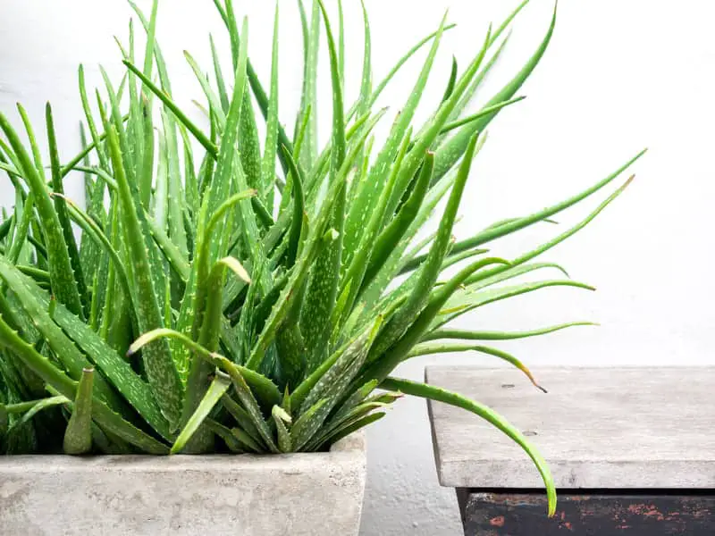 You are currently viewing Aloe Vera Leaf Broken (What to do?, How to Prevent?)