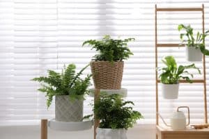 Read more about the article How Often Should You Water Ferns?