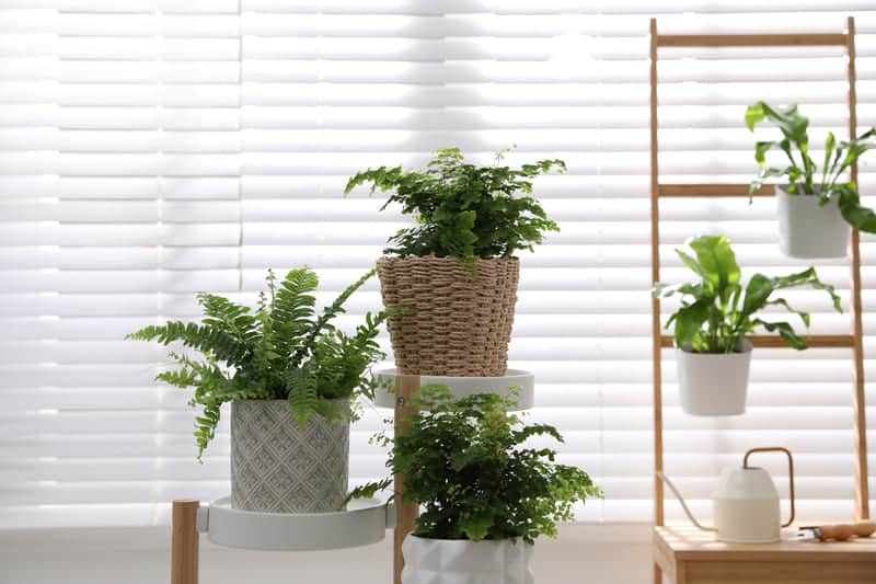 You are currently viewing How Often Should You Water Ferns?