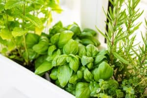 Read more about the article 10 Best Herbs That Grow Well Together