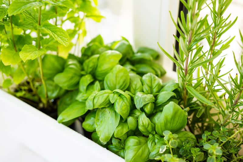 You are currently viewing 10 Best Herbs That Grow Well Together
