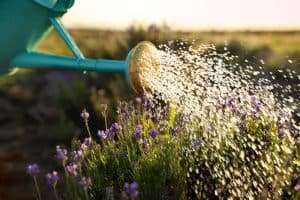 Read more about the article How Often Does a Lavender Plant Need Water?