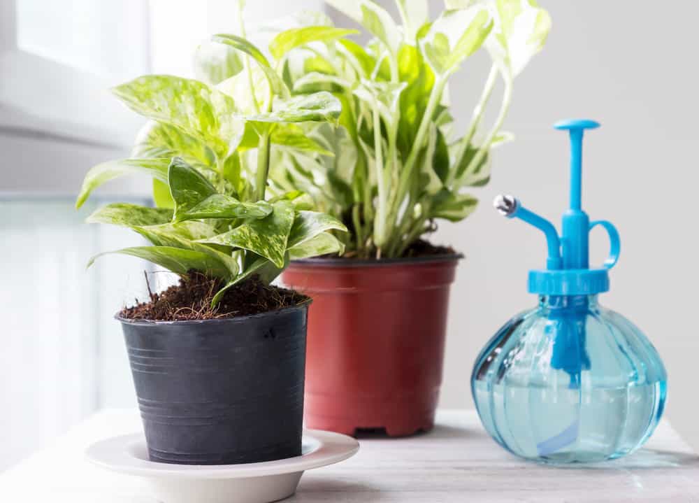 You are currently viewing How Often to Water Pothos (Complete Guide)