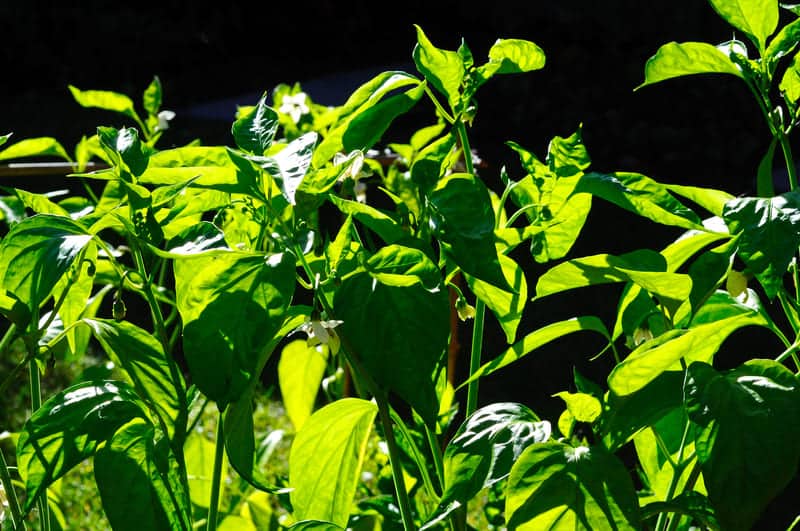 You are currently viewing Holes in Pepper Plant Leaves? (Causes & Cure)
