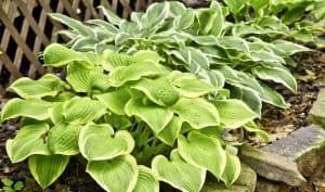 Read more about the article Best Ways To Keep Deer From Eating Hostas