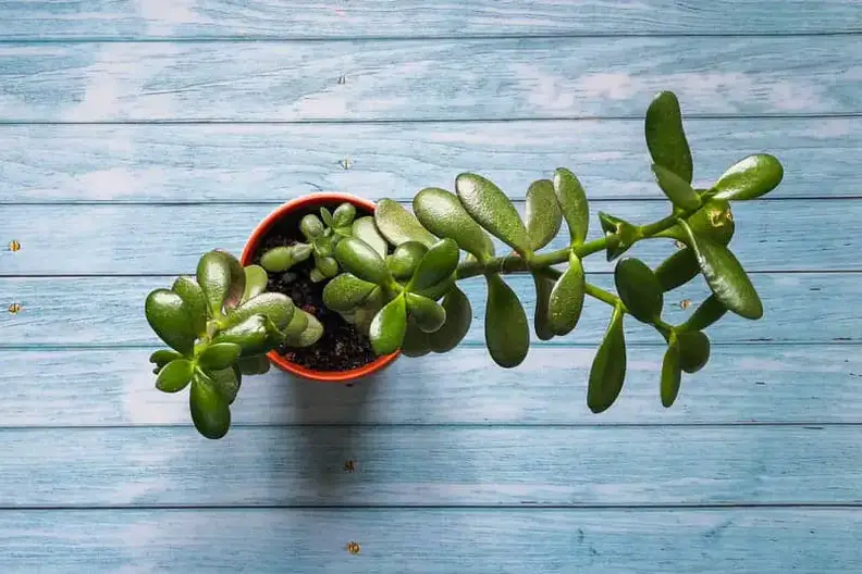 Jade Plant Falling Off? (Causes & - Cutting Edge Plants
