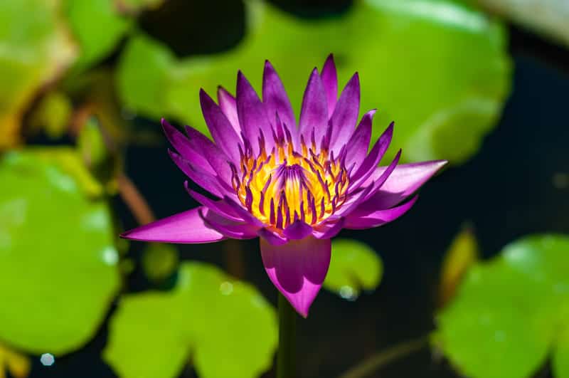 You are currently viewing Lotus vs Water Lily: 5 Key Differences