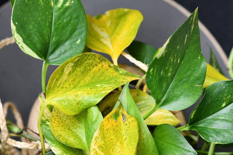 You are currently viewing Pothos Leaves Turning Yellow (5 Reasons & How to Fix it)