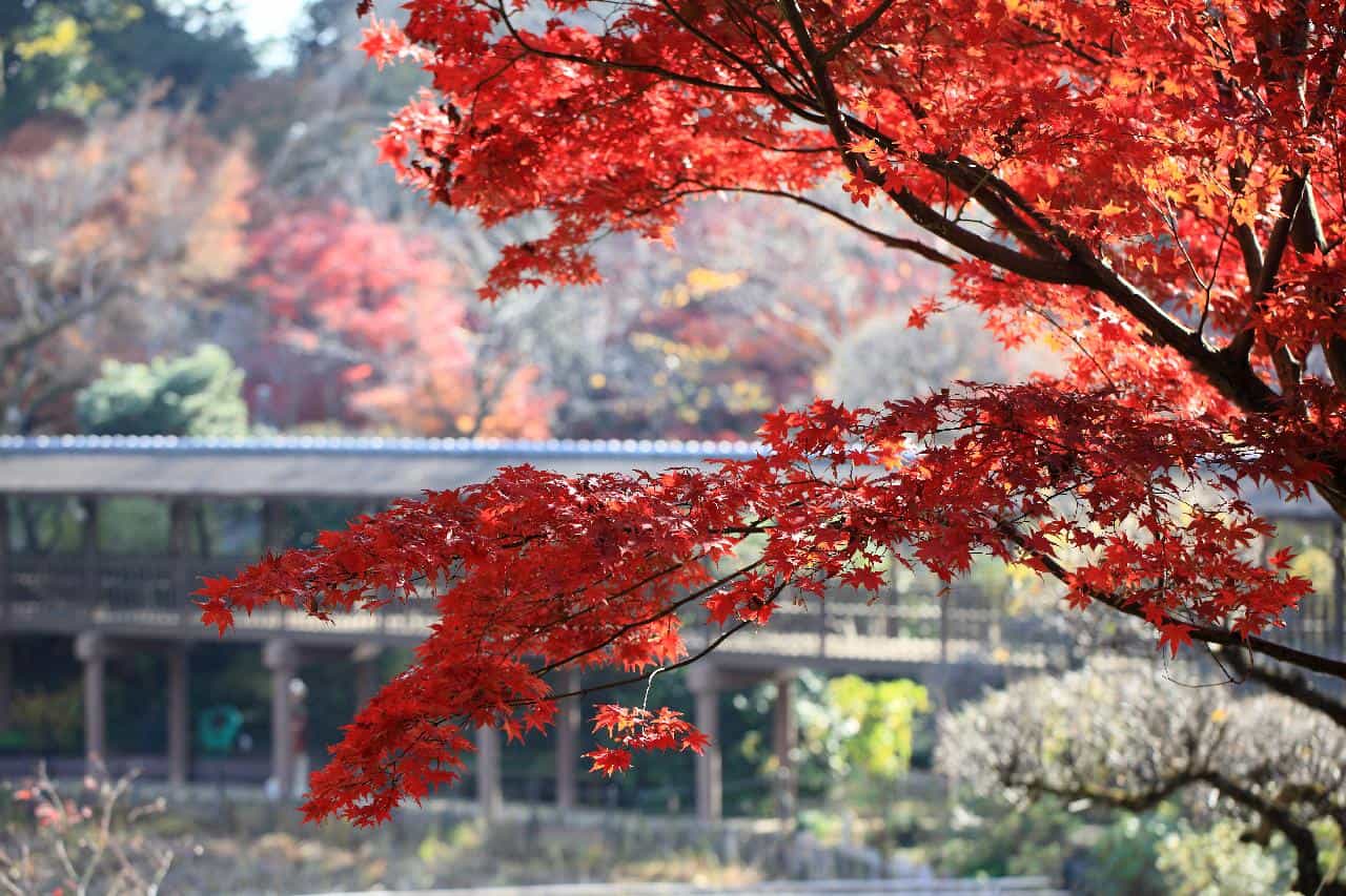 15 Trees With Red Leaves To Enjoy in Your Garden
