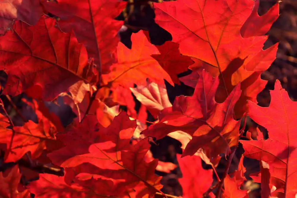 Scarlet oak leaves