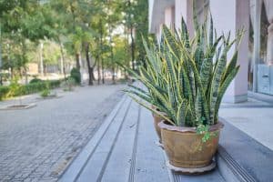 Read more about the article Can Snake Plants Live Outside? (Useful Tips)