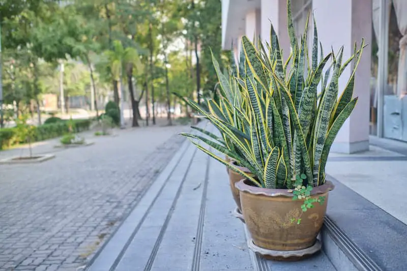 You are currently viewing Can Snake Plants Live Outside? (Useful Tips)