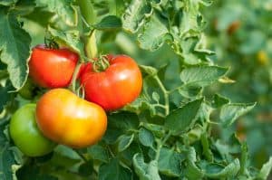 Read more about the article 9 Ways to Keep Deer From Eating Your Tomato Plants?