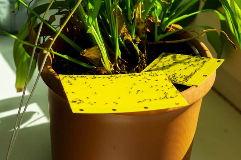 You are currently viewing How to Get Rid of Gnats in Houseplants? (5 Easy Tricks)
