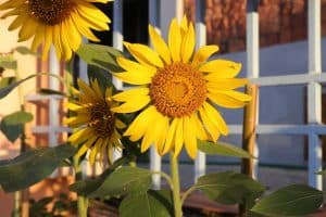 Read more about the article How Long Does it Take For Sunflowers to Grow? (Fast Growth Tips)