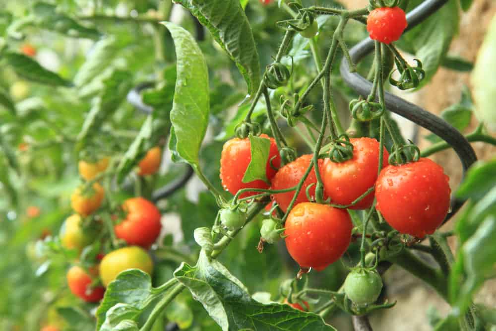 You are currently viewing How to Get Rid of Red Bugs on Tomato Plants?