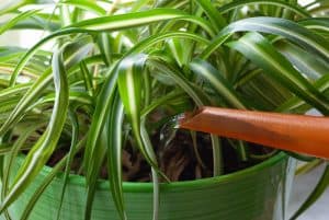 Read more about the article How Often Should You Water a Spider Plant? (Complete Guide)