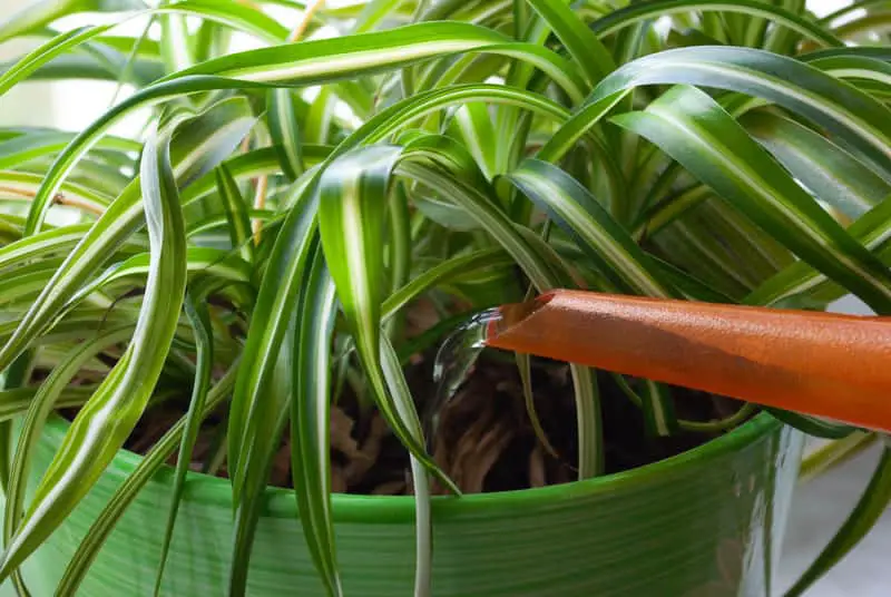 watering spider plant