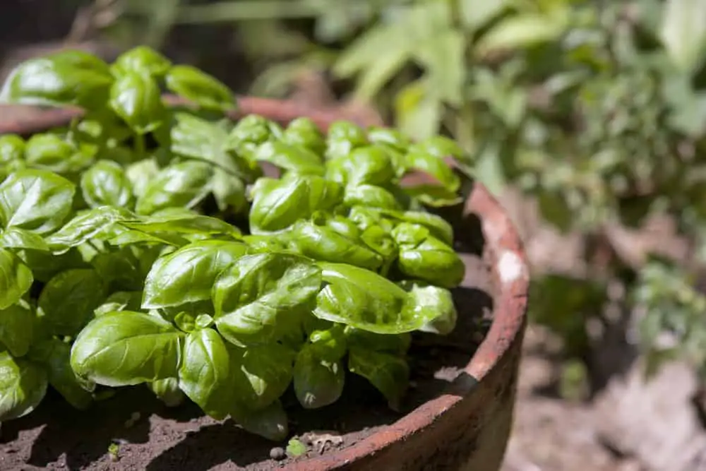 You are currently viewing How Much Sun Does Basil Need? (For Better Growth)