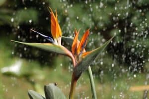 Read more about the article How Often to Water Bird of Paradise?