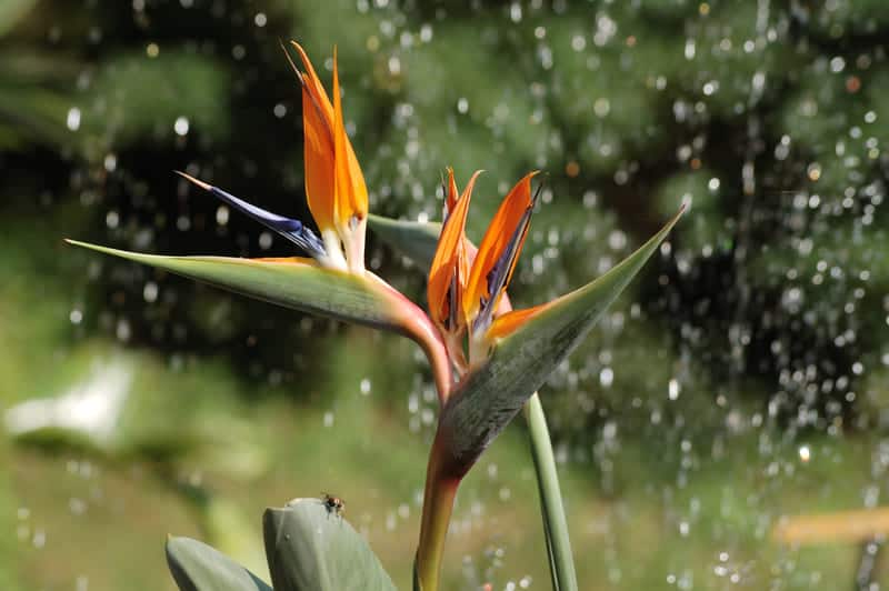 You are currently viewing How Often to Water Bird of Paradise?