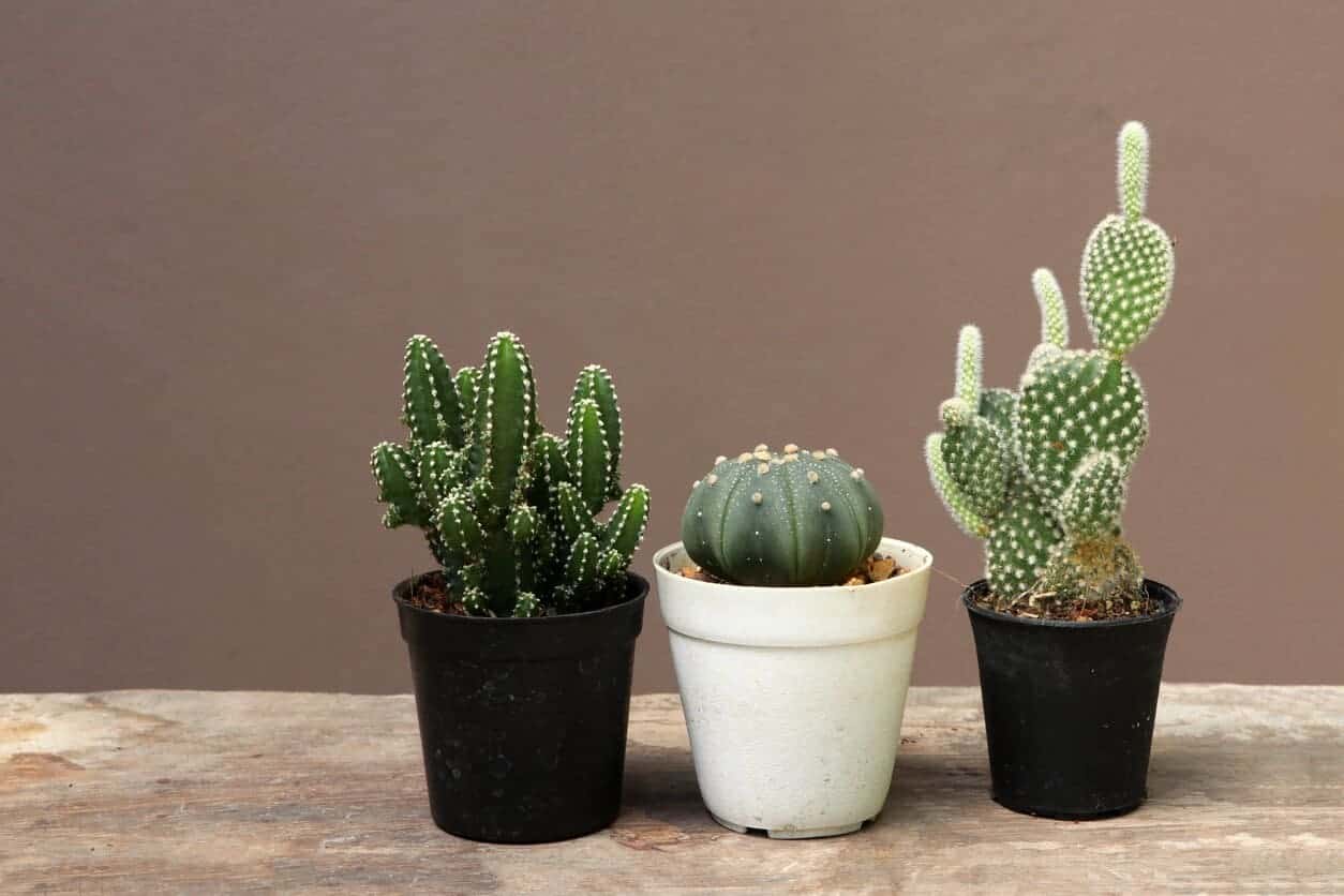 You are currently viewing How to Grow Cactus Faster? (5 Tips for Better Growth)