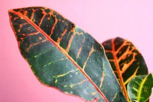 Read more about the article Why Are Croton Leaves Falling Off?
