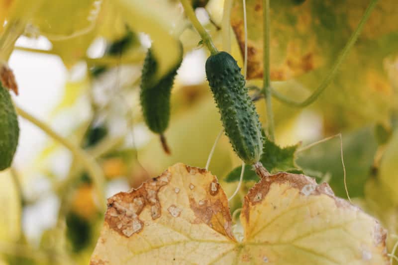 You are currently viewing Cucumber Leaves Turning Brown: 5 Causes & Cure