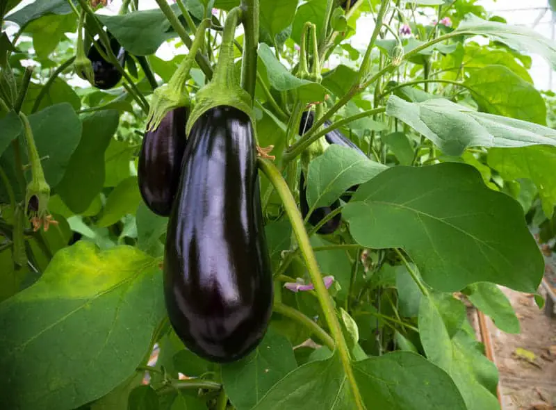 You are currently viewing 12 Best Eggplant Companion Plants