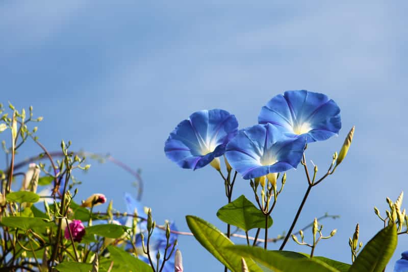 You are currently viewing When Do Morning Glories Bloom? (All you Need to Know)