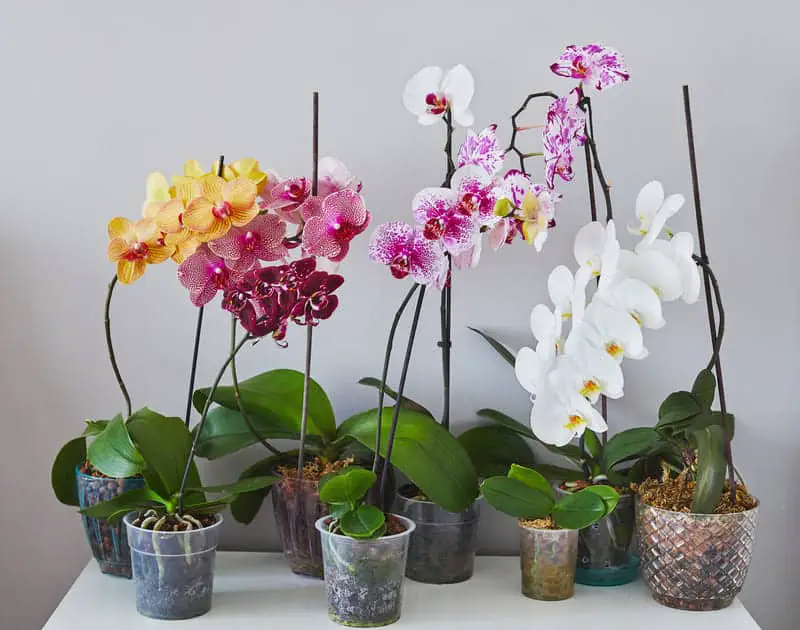 You are currently viewing Do Orchids Grow Back?