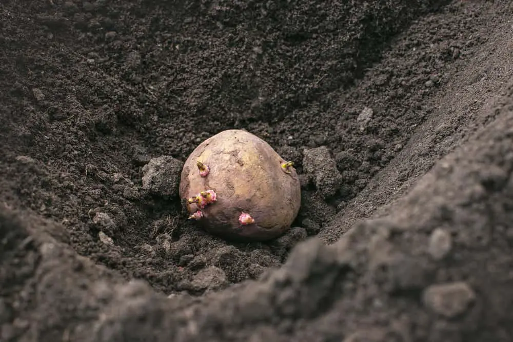 Potatoes in ground