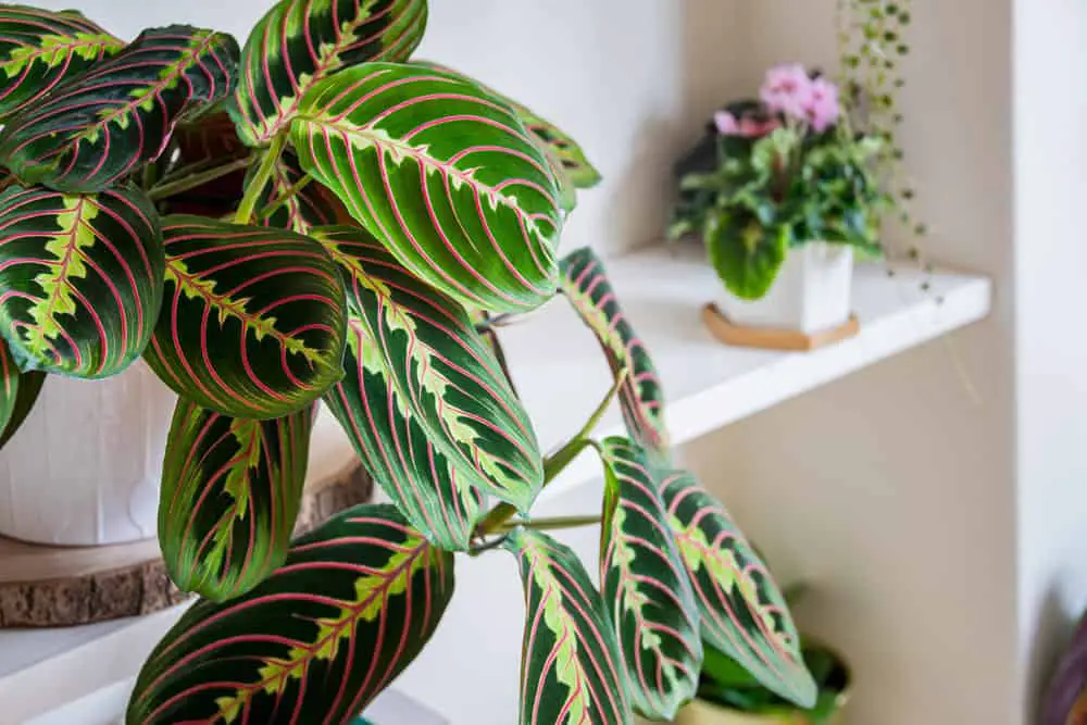 You are currently viewing Prayer Plant Leaves Curling (6 Reasons & How to fix it)