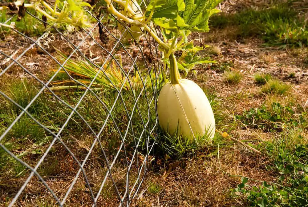 You are currently viewing When to Harvest Spaghetti Squash (Complete Guide)